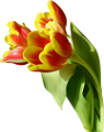 tulipán_542