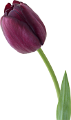 tulipán_544
