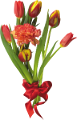 tulipán_548