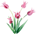 tulipán_551