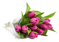 tulipán_557