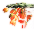 tulipán_558