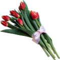 tulipán_560