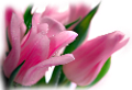 tulipán_563