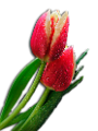 tulipán_564