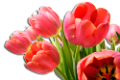 tulipán_567