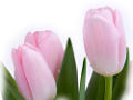 tulipán_569