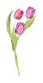 tulipán_57