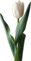 tulipán_570