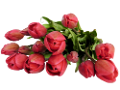 tulipán_571