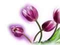tulipán_573