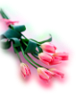 tulipán_574