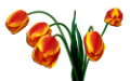 tulipán_576