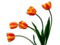tulipán_577