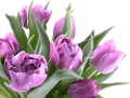 tulipán_580