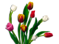 tulipán_581