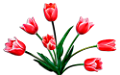 tulipán_582