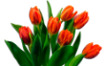 tulipán_583
