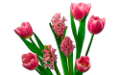 tulipán_584