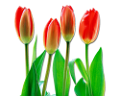 tulipán_585