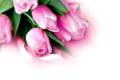 tulipán_586