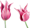 tulipán_587