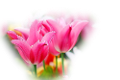 tulipán_588
