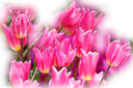 tulipán_589