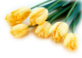 tulipán_591