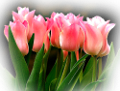 tulipán_592