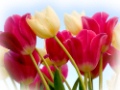 tulipán_594