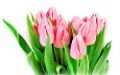 tulipán_595