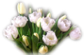 tulipán_596