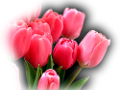 tulipán_597