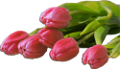 tulipán_598