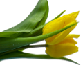 tulipán_599