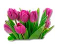 tulipán_602