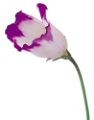 tulipán_603
