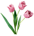 tulipán_604