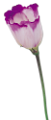 tulipán_605