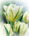 tulipán_610
