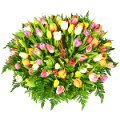 tulipán_612