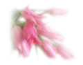 tulipán_613