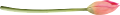 tulipán_63
