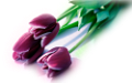 tulipán_631