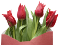 tulipán_633