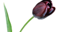tulipán_637