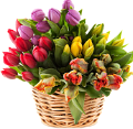tulipán_638