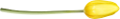 tulipán_64