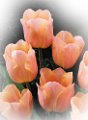 tulipán_640